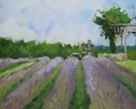 Lavender Farm En Plein Air 8x16